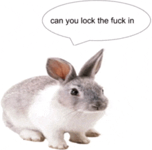 a grey and white rabbit with a speech bubble that says " can you lock the fuck in "