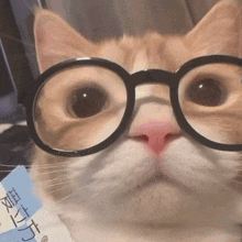 a close up of a cat wearing glasses