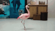 pinkflamingo flamingo pink wtf confused