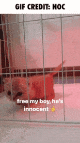 a picture of a cat in a cage with the caption free my boy he 's innocent