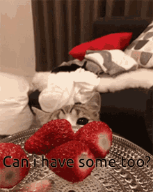 Cat Cats GIF - Cat Cats Strawberry GIFs