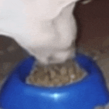 Cat Eating Cat Eating Aggresively GIF - Cat Eating Cat Eating Aggresively Cat Eating Like A Lion GIFs