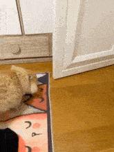 a cat is standing on a rug with the letter u on it