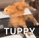 a dog is laying on its back on a table with the word tuppy written on the bottom .