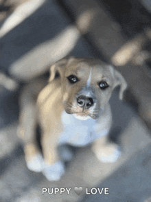 a picture of a puppy with the words " puppy love " below it