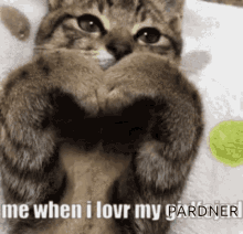 Pardern Cat GIF - Pardern Cat Real GIFs