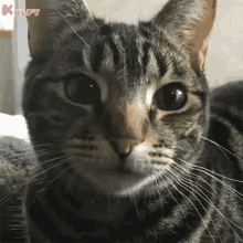 I Was Just Wondering During This Lockdown Cat GIF - I Was Just Wondering During This Lockdown Cat Pet GIFs
