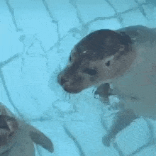 a couple of penguins are kissing in the water .
