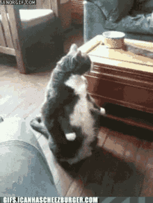 Fat Cat What Are You Doing GIF