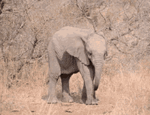 Baby Baby Elephant GIF - Baby Baby Elephant Elephant GIFs