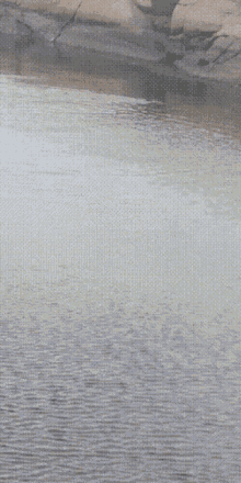 Duck Floating GIF - Duck Floating Swimming GIFs