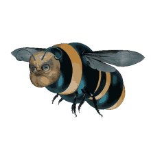 colin raff grotesque bug insect bee