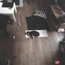 a black and white cat is laying on a rug in a living room with a pillow that says gif