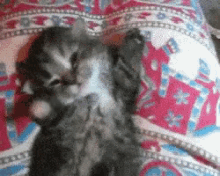 good morning kitten wake up yawn prigui