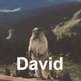 David Scream GIF - David Scream Marmot GIFs