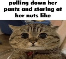 a picture of a cat with a caption pulling down her pants and staring at her nuts