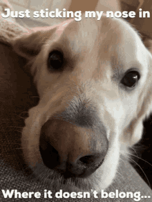Sticking Dog Nose GIF - Sticking Dog Nose Sticking My Nose In GIFs
