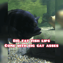 Fat Fat Girl GIF - Fat Fat Girl Fat Lips GIFs