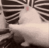 a close up of a person holding a white cat .