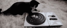 Dj Black Cat Turntable GIF - Dj Black Cat Turntable Dj GIFs