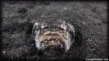 Stargazer Face GIF - Stargazer Face Fish GIFs