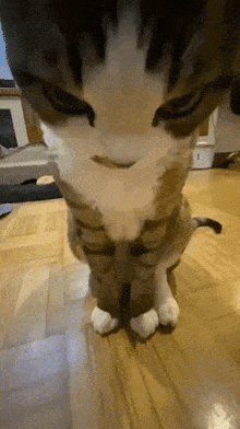 Cat Fisheye GIF - Cat Fisheye Dontdox GIFs