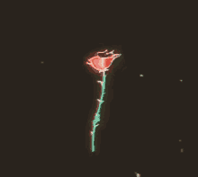 Rose Bloom GIF