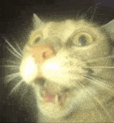 My Honest Reaction Cat GIF - My Honest Reaction Cat Scared Face GIFs