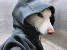 a white dog is wearing a blue hoodie with a hood .