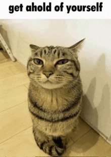 a cat standing on its hind legs with a caption that says " get ahold of yourself "