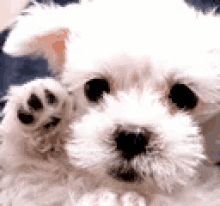 Good Bye Bye GIF - Good Bye Bye Dog GIFs