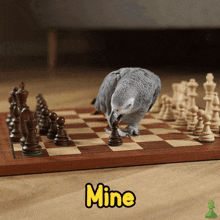 Chess Animals GIF - Chess Animals Chesscom GIFs