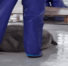 a person standing next to a seal that is laying on the floor
