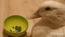Eating Peas Duck GIF - Eating Peas Duck Viralhog GIFs