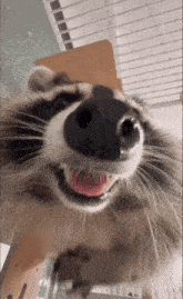 Raccoon Raccoon Goofy GIF - Raccoon Raccoon Goofy Raccoon Vibing GIFs