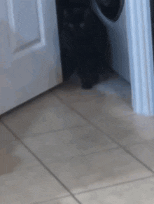 Cat Running Away GIF