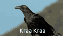 kraa kraa crow crowing nobody