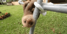 Eugene Sloths GIF
