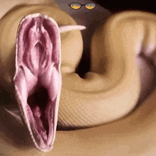 a close up of a snake with its mouth open