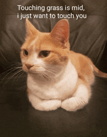 an orange and white cat laying on a couch with the caption touching grass is mid i just want to touch you
