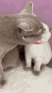 Cat Cats GIF - Cat Cats Cat Love GIFs