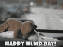 Hump Day Plush Toy GIF - Hump Day Plush Toy Humping GIFs