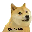 a doge with the words `` chu a bit '' on it 's face .