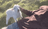 a person petting a small white goat in a field