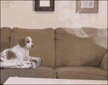 Dog Dont Care GIF - Dog Dont Care Bubble GIFs