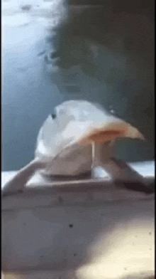 a close up of a fish sitting on top of a table .