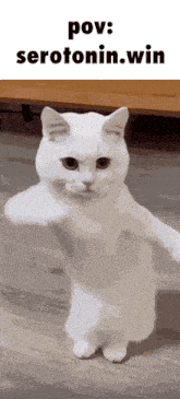 a white cat is standing on its hind legs with the words pov serotonin win below it