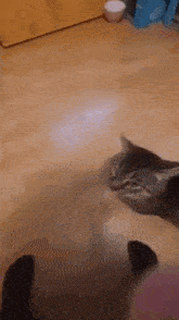 Cat Cat Meme GIF - Cat Cat Meme Torpedo Cat GIFs