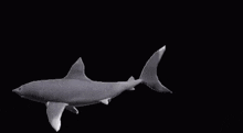 Shark Spin GIF - Shark Spin Spinning GIFs
