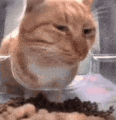 Cat Meme Sad Cat GIF - Cat Meme Cat Sad Cat GIFs